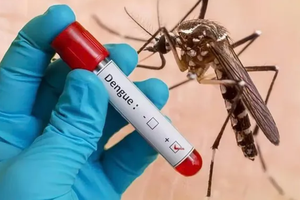 Uptick in dengue fever infections observed with over 70 percent in South region