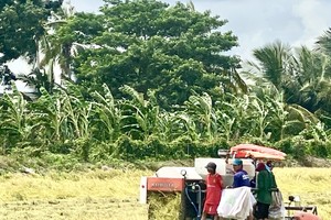 Farmers in Can Tho urged to harvest rice ahead of peak rainy season