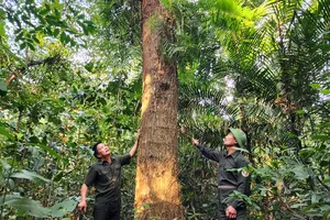 Quang Ngai boosts forest management with technology after merger