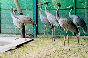 Tram Chim National Park staff to train in Thailand on crane raising techniques