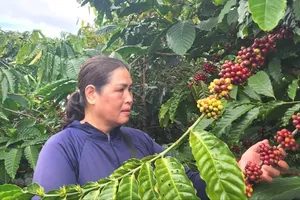 Domestic coffee prices rise to VND118,500 per kilogram