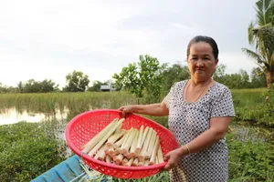 Cattail, wild plant becomes local specialty in Mekong Delta