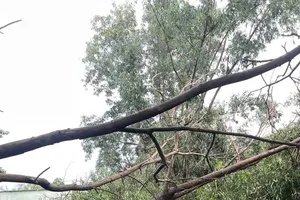 Rain and wind topple trees, injuring pedestrians in Ho Chi Minh City