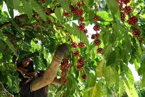 Vietnam’s coffee exports reach record US$8.4 billion
