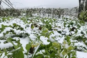 Heavy rains forecast in Central region, Northern region to experience cold