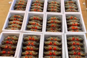 Ca Mau to establish crab testing center for China exports