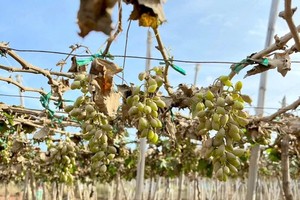 Khanh Hoa’s vine and apple hub ravaged by historic floods