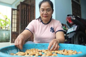 Coconut worm farming brings economic opportunities to mountainous areas of Hue 