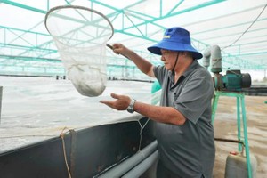 HCMC promotes clean aquaculture for sustainable marine economy