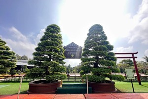 Sa Dec Bonsai Museum showcases Vietnam’s largest private bonsai collection