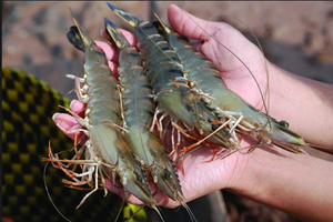 Illustrative image (Source: Vietnamtradeoffice.net)