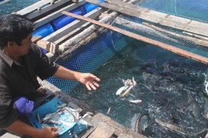 1,500 dead fish appear in floating farms in Ca Mau province