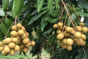 Song Ma longan - Illustrative photo (Photo: baotainguyenmoitruong.vn)