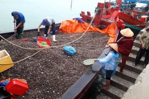 Fishermen bring average 120- 150 tons of clams a day