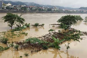Rise of water level on Hong River destroy vegetable and flower crops.