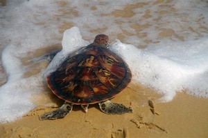 A rare turtle is released back into the ocean in the south-central coastal province of Phu Yen on January 11 (Photo: VNA)