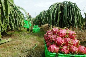 Binh Thuan is considered as the kingdom of dragon fruit of the whole country 