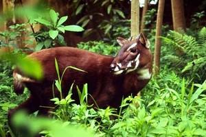 Vietnam is only country on the world, where the Sao La is discovered.