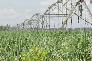 (Illustrative photo:SGGP)