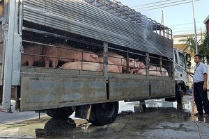 Two  interdisciplinary animal quarantine station are established in Ho Chi Minh City