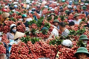 Vietnamese lychee eligible for export to US and Chinese markets