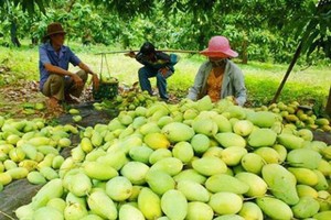 Vietnamese mangoes will be exported to Chile 