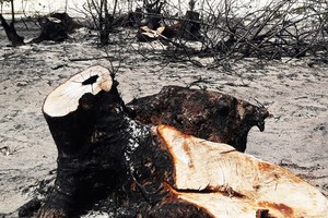 An ancient Casuarina tree is sawed 
