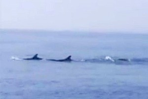 A group of dolphins appeared in the territorial water of ​​Cua Dai
