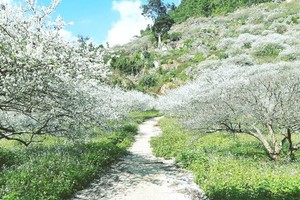 White plum flower in Moc Chau Plateau, Son La Province (Photo: SGGP)