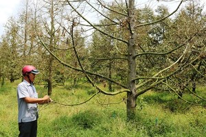 Hectares of durian are dry due to drought and saline intrusion 