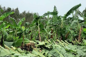 Whirlwind blows up more than 1,340 hectares of banana cultivation at U Minh Thuong District. (Photo: Sa Thuong)