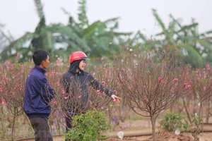 Seven days off for Tet holiday 2021 proposed