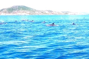 Dolphins leapt fast from the water.