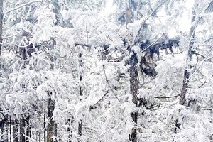 Northern provinces continue to suffer from long-lasting chilly cold snap