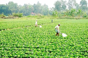 (Illustrative photo:SGGP)