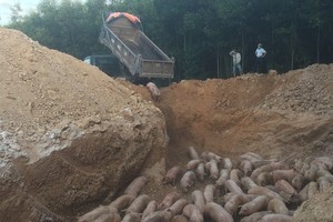 Quang Tri destroys nearly 1,000 pigs infected with African swine fever 