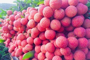 Farm produce reach Europe via Vietnam’s e-commerce platform