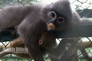 Cuc Phuong National Park receives two grey langurs