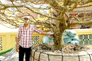 Yellow apricot tree sold at US$176,000