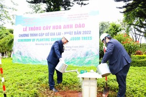 Gia Lai Province receives 24 Japanese cherry blossom trees 