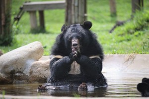 Vietnam to build second facility of Vietnam Bear Rescue Center in Thua Thien-Hue