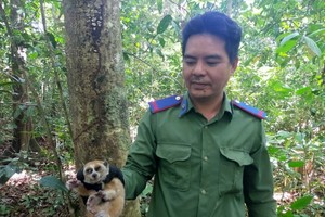 Binh Phuoc releases two rare pygmy slow lorises back to wild 