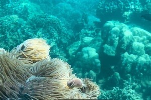 Dive tourism suspension planned to protect coral reefs in Nha Trang Bay