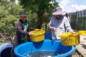 Shrimp farmers in Mekong Delta eager with high price