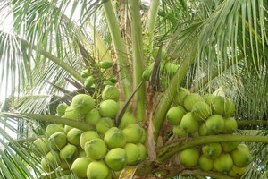 Coconut price sets record low 