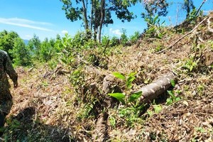 VNFOREST asks to strictly handle deforestation in Binh Dinh Province