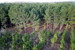 Export turnover of forest products tops US$9 bln in first six months