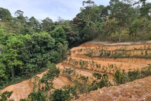 Lam Dong Province proposes to exploit over 154 hectares of Pinus kesiya forest