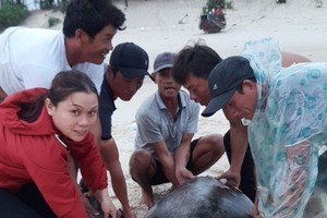 Fishermen rescue, release one-quintal turtle back to sea