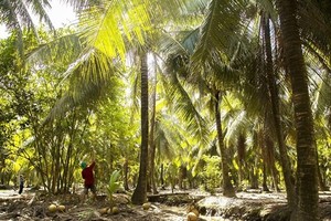 Ben Tre expands organic coconut farming